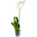 White Phalaenopsis orchid in a pot. Morocco