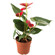Anthurium plant in a pot. Morocco